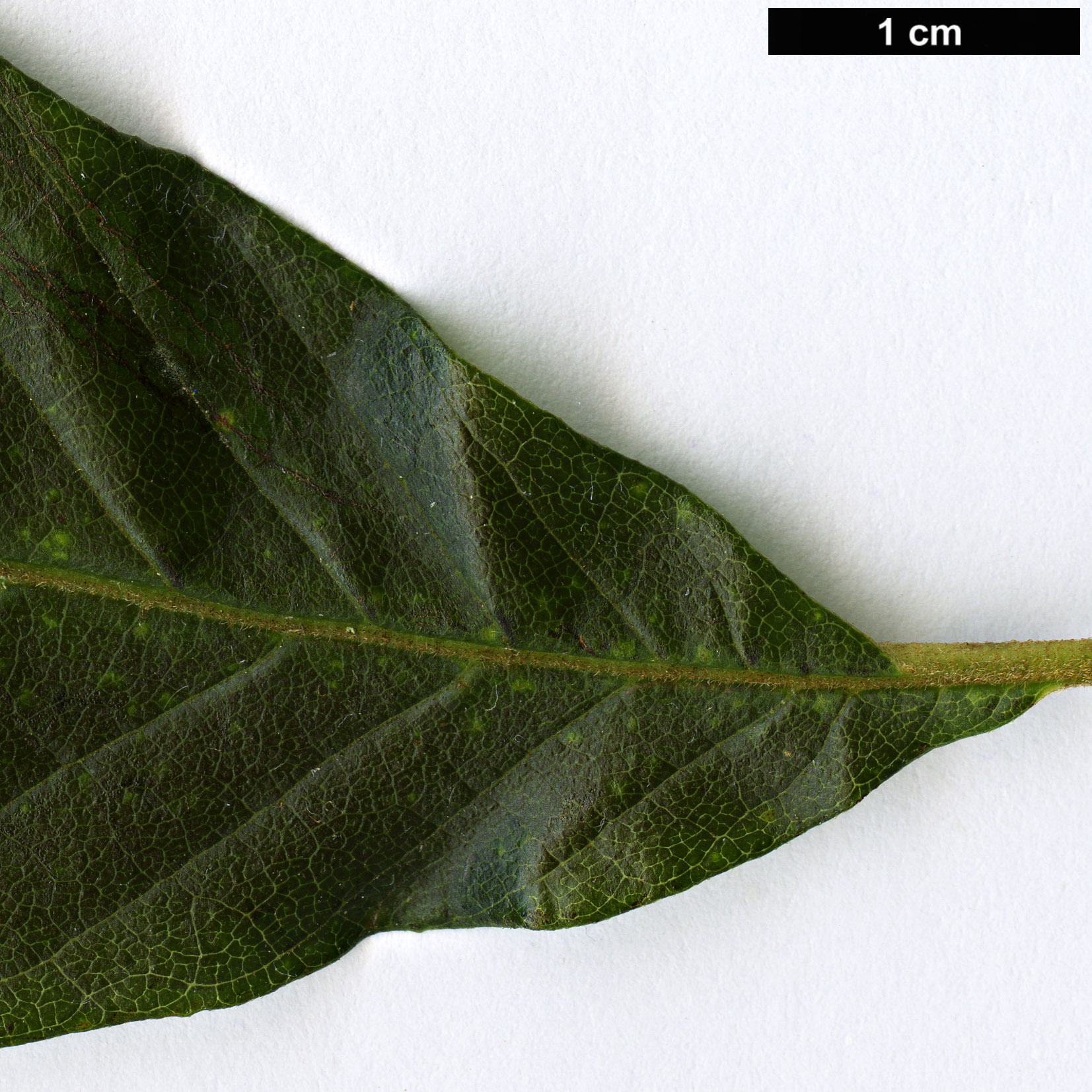 High resolution image: Family: Sabiaceae - Genus: Meliosma - Taxon: aff. myriantha